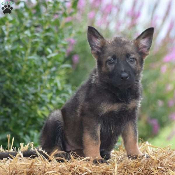 Echo, German Shepherd Puppy